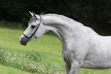 Obraz na płótnie Canvas Portrait of a beautiful gray horse on natural green summer background, head closeup