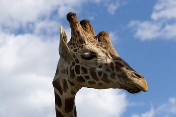 Giraffe closeup with natural sky background