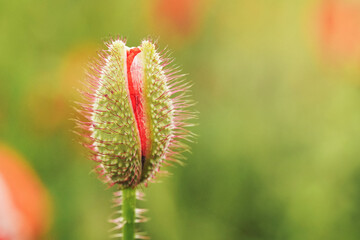 Wild red poppy flower half opened bud, closeup details, more blurred flowers in green field background