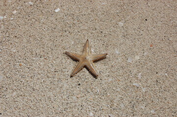 Fototapeta na wymiar starfish on seacoast in a sunny day. Beautiful summer background