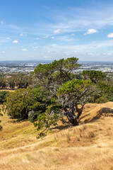 Fototapeta premium Arbre du parc Cornwall à Auckland, Nouvelle Zélande