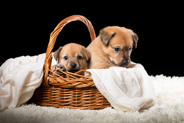 Two beautiful puppies in a wicker basket on a white blanket. Studio photo on a black background.