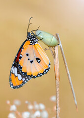 Macro shots, Beautiful nature scene. Closeup beautiful butterfly sitting on the flower in a summer garden.