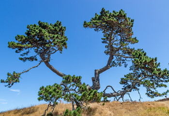 Arbre du parc Cornwall à Auckland, Nouvelle Zélande