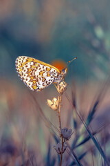 Macro shots, Beautiful nature scene. Closeup beautiful butterfly sitting on the flower in a summer garden.