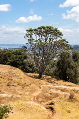 Fototapeta na wymiar Arbre du parc Cornwall à Auckland, Nouvelle Zélande