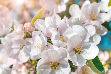 Spring or summer festive blooming with white flowers fruit tree branches against baby blue sky with sun light flares and bokeh. Fresh floral background with copy space selective focus