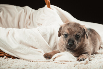 A beautiful puppy on a white blanket. Studio photo on a black background.