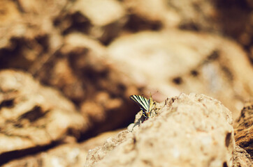Butterfly close up