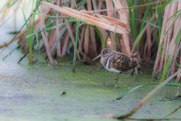 Greater painted-snipe (Rostratula benghalensis) at Baruipur Marsh, West Bengal, India