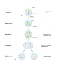 Meiosi I, first step of cell division.  Diagram with phases. Educational infographic