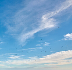 A beautiful shot of scattered bird flock flying in the cloudy blue sky