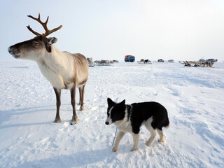 Beautiful deer and dog in the arctic tundra. Close-up. Ethnography