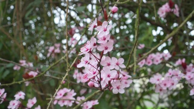 Beautiful pink cherry plum flowers close up on a blooming spring tree. Prunus cerasifera