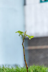 tree sprout