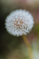 Dandelion