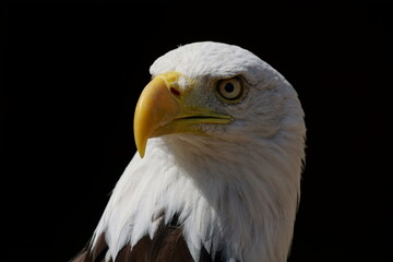 Bald Eagle - Haliaeetus leucocephalus