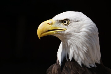 Bald Eagle - Haliaeetus leucocephalus