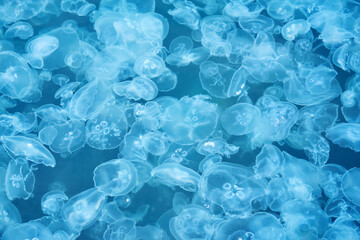 natural background - many jellyfish in sea water