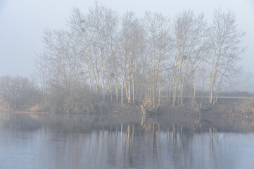 Sun rays in the fog on the lake of Brumath, France - Trees on the lake shore appear in the morning fog.