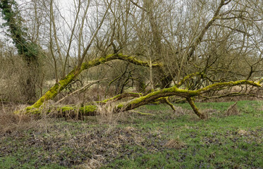 a fallen tree boughs and trunk covered in thick luminous green lichen