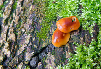 mini red brown mushroom fungus plates growing amongst luminous green lichen 