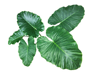 Heart shaped green leaves of Elephant Ear or Giant Taro (Alocasia species), tropical rainforest...