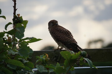 Kestrel - Falco tinnunculus