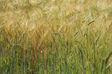 Field of wheat/grain