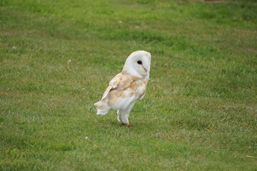 Barn Owl