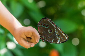 Mariposas Morphos encontradas en la selva sur del Per&uacute;.