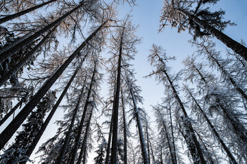 Winter tree tops viewed looking up at sunset. Bottom view trees. Blue sky. Trunks of larches. Forest abstract background. 