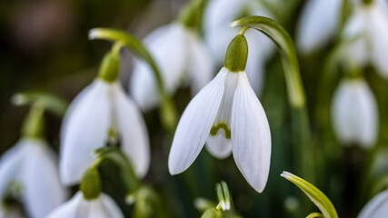Obraz premium Snowdrop flowers in early spring