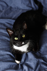A portrait of adorable Sleepy black and white fluffy cat with green eyes resting on comfy bed throw