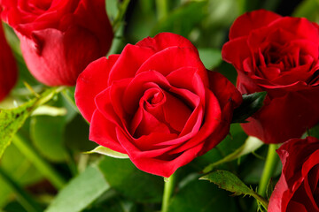 Closeup of a beautiful crimson red roses flower bouquet . Floral background.