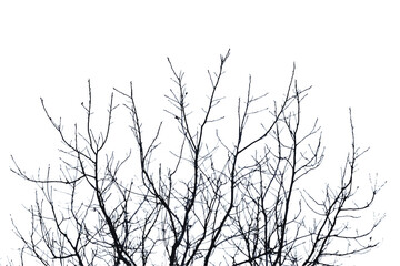 Realistic tree twigs branches silhouette on white background (Vector illustration).
