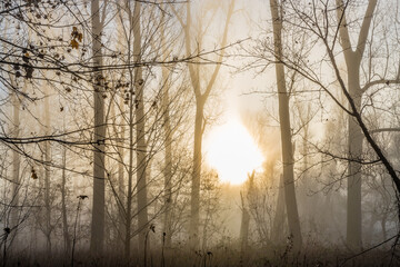 Nebel im Wald bei Sonnenaufgang