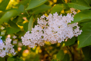 Blossoming common lilacs bush white cultivar. Springtime landscape with bunch of tender flowers. white blooming plants background on sunny day. selective focus.Branch of lilac flowers with the leaves