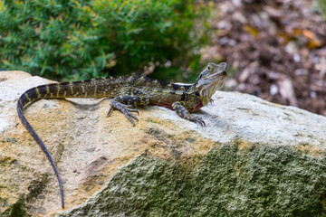 Australian water dragon in Brisbane, Australia