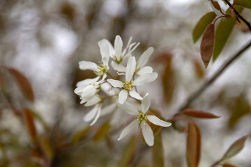 Snowy mespilus white blossoms