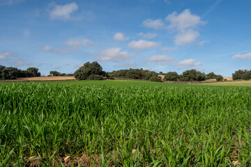 Campo de cebada verde en invierno