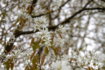 Snowy mespilus white blossoms