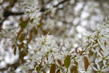 Snowy mespilus white blossoms