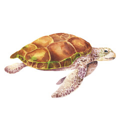 Watercolor turtle isolated on white background. Watercolour underwater animal illustration.