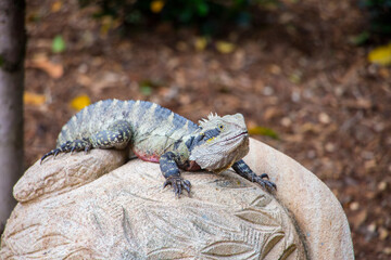 Australian water dragon in Brisbane, Australia