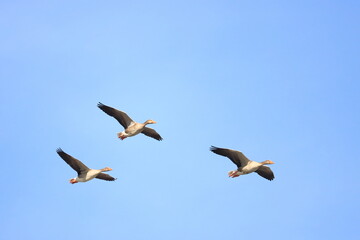 die fliegende Graugans