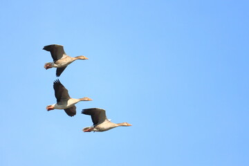 die fliegende Graugans