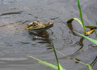 Caiman