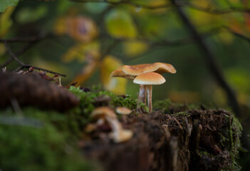 Pilze im Herbst