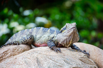 Fototapeta premium Australian water dragon in Brisbane, Australia
